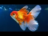 Thuốc Trị Bệnh Nấm Cho Cá Vàng