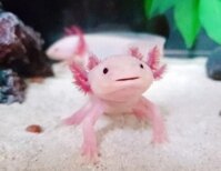 Thuốc Trị Bệnh Nấm Cho Cá Khủng Long 6 Sừng Axolotl