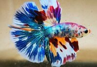 Thuốc Trị Bệnh Nấm Cho Cá Betta