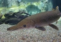 Thuốc Trị Bệnh Nấm Hiệu Quả Cho Cá Sấu Hoả Tiễn