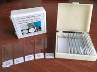 Tiêu bản tế bào thực vật