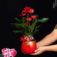 Tiểu cảnh môn đỏ quạt chậu trụ béo