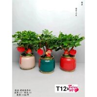 Tiểu cảnh ngũ gia bì ông thần tài (túi thần tài) chậu trụ tròn