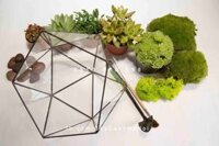 Tiểu cảnh sen đá chậu thủy tinh đa giác