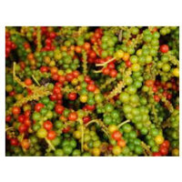 Tiêu Phú Quốc - Tiêu Chín Đỏ Hàng chất lượng loại 1 tại Phú Quốc - SIÊU RẺ