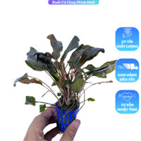 Tiêu Thảo Nâu Cho Hồ Thủy Sinh - Không Cần CO2