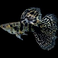 Tiger king cobra 3 cặp 99k trang trí bể thủy sinh