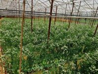 Tìm người giải cứu hoa salem trắng