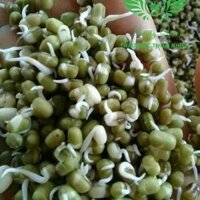 Tinh chất mầm đậu xanh