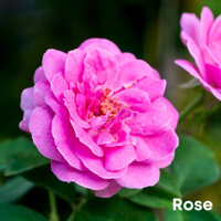 Tinh dầu hoa hồng Bulgaria Rose Essential Oil