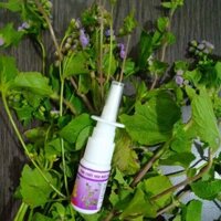 Tinh Dầu Hoa Ngũ Sắc (cỏ hôi) 100% nguyên chất |  xông hỗ trợ viêm xoang/viêm mũi dị ứng