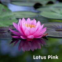 Tinh dầu hoa sen hồng Lotus Essential Oil (Pink)