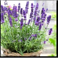 Tinh dầu hương hoa lavender 1 lít chai nhựa