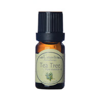 Tinh Dầu Nguyên Chất Cây Trà 10ml – Tea Tree Pure Essential Oil