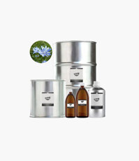 Tinh Dầu Rau Diếp Xoăn