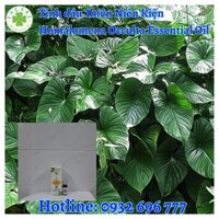 Tinh Dầu Thiên Niên Kiện Homalomena Occulta Essential Oil - 10ml