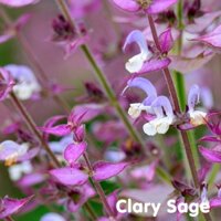 Tinh dầu Xô thơm Clary Sage Essential Oil