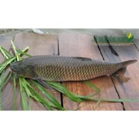 tinh mồi câu cá trắm cỏ ninh nguyễn