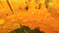 Tinh nghệ Curcumin 98%