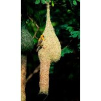 Tổ chim dòng dọc  mái