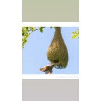 Tổ chim dòng dọc trống phong thủy tài lộc