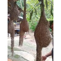 Tổ chim dòng dọc tự nhiên