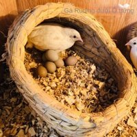 Tổ Cho Gà Rutin ổ Gà Rutin Tổ Chim Cút Tổ Cút Hắc He Ổ Gà Rutin Ổ Cho Gà Đẻ Ổ Gà Rutin Đẻ Ổ Chim Cút Ổ Nằm Cho Thỏ
