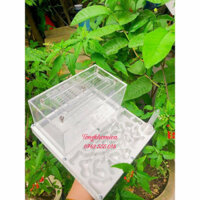 Tổ nuôi kiến acrylic kích thước 20-20-10cm