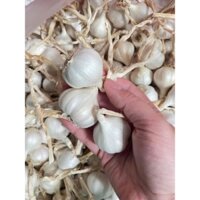 Tỏi chính gốc Lý Sơn 💯%,,  hàng loại 1 bao đẹp, uy tín chất lượng hàng đầu (Tỏi loại 1: 150k/1kg.Tỏi bi 130k/1kg