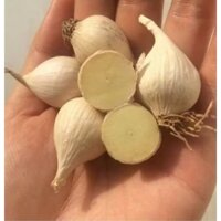 Tỏi Cô đơn Lý Sơn khô - Túi lưới 250g- 500g - 1kg - Trồng tại đảo Lý Sơn - Cam kết đúng xuất xứ