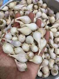 Tỏi cô đơn Phan Rang