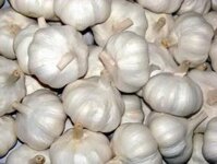 TỎI GIANG TÔ LOẠI 1 LỰA TỪNG CỦ , CỦ TO THƠM NGON CAY NỒNG. chất lượng hàng đầu ( tỏi tím, tỏi hồng, tỏi ngố, tỏi phan rang, tỏi bắc,tỏi tía. tỏi cô đơn . hành tím .tỏi lý sơn. hành lý sơn, hành tím bắc. hành indo, hành ấn độ,...)