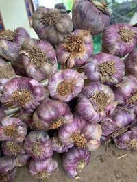 tỏi khô tím