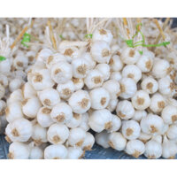 Tỏi Lý Sơn chính gốc giá cực rẻ 1 kg tỏi