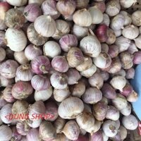 TỎI MỘT NHÁNH DÙNG LÀM TỎI ĐEN - 1KG