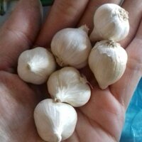 Tỏi Phan rang loại nhỏ 500g