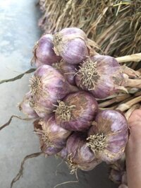 Tỏi ta hải dương