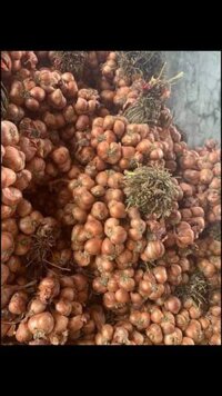 Tỏi ta, tỏi cô đơn, hành củ