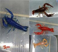 Tôm Cảnh Nhiều Màu - Tôm Kiểng (Crayfish) - Tôm Hùm Đất - Tôm Hùm Nước Ngọt