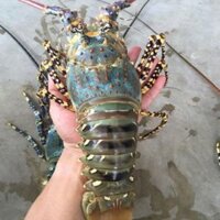 TÔM HÙM BÔNG (KG)