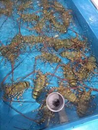 Tôm Hùm Bông Sống Size Lớn