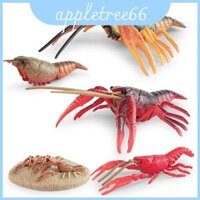 Tôm hùm sống động Mô hình vòng đời bằng nhựa Đồ chơi giáo dục Hoàn hảo cho các nghiên cứu Sinh học biển