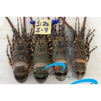 TÔM HÙM TƯƠI