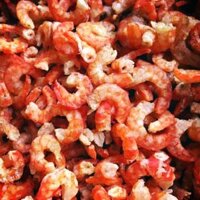 Tôm nõn biển khô/ tươi