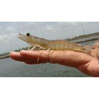 Tôm thẻ chân trắng xã Tân Lập