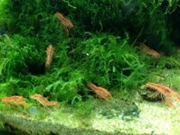 Tôm thuỷ sinh - Tôm cảnh Mini Mexican