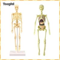 Tooyful Mô Hình Bộ Xương Người - Mô Hình Cơ Thể Người Có Xương Và Chuyển Động Để Học Khoa Học, Giáo Dục Trẻ Em