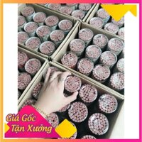 [TOP 1 BÁN CHẠY] Combo 50 Bút Chì Gỗ DELI 2B Nắp Xanh Siêu Tiết Kiệm