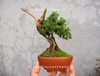 Top 3 tiểu cảnh bonsai mini để bàn được ưa chuộng hiện nay
