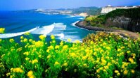 Tour du lịch đảo Jeju Hàn Quốc  2019 - 7N6Đ KH Hàng tháng